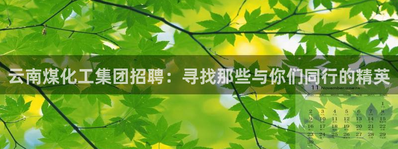 球盟会乐虎：云南煤化工集团招聘：寻找那些