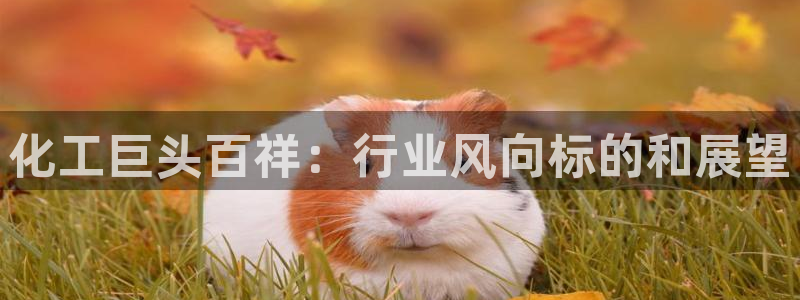 球盟会APP最新地址