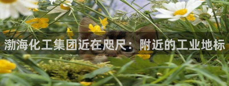 球盟会几点玩合适